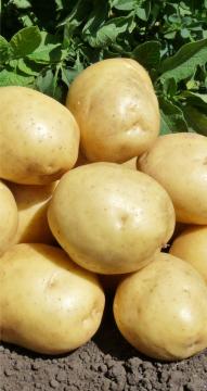 Картофель Коломбо (2 репродукция) 3кг