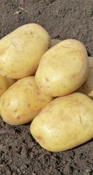 Картофель  Бельмонда  (2 репродукция) 3кг 