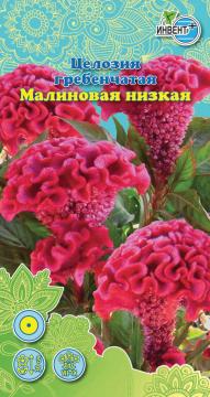 ЦВ Целлозия Гребенчатая малиновая низкая Инвент-ПлюсТұқымдар Малиновая  Низкая Тарақ целлозиясы