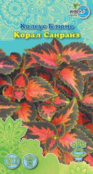 ЦВ Комн Колеус  Блюме Корал Санрайз Инвент-ПлюсТұқымдар Корал Санрайз Колеус блюмесі