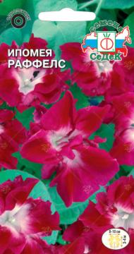 ЦВ. Ипомея Раффелс Седек
