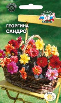 Цв. Георгина Сандро (смесь)  (Седек)