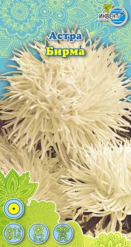 Астра Бирма Инвент-Плюс Тұқымдар Бирма  Қашқаргүлі