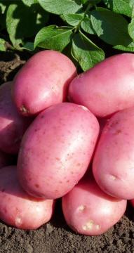 Картофель Лабелла (2 репродукция ) сетка 3 кг