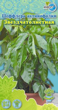 ЦВ Комн Шефлера актинофолия Звездчатолистная Инвент-ПлюсТұқымдар Звездчатолистная Шеффлера 