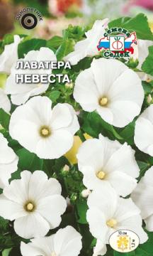 ЦВ. Лаватера Невеста Седек