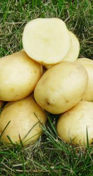 Картофель  Примабелль (2 репродукция) 3кг 