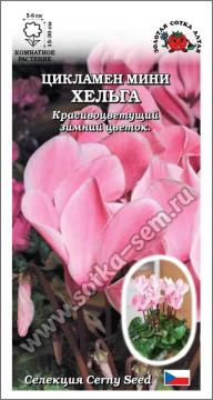 Цв. Комн. Цикламен мини Хельга розовый  (Золотая сотка)