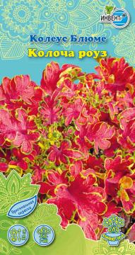 ЦВ Комн Колеус  Блюме Колоча Роуз  Инвент-ПлюсТұқымдар Колоча Роуз Колеус блюмесі