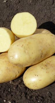 Картофель  Королева Анна (2 репродукция) 3кг 