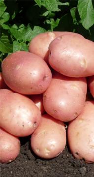 Картофель Родриго (3 репродукция) 3кг 