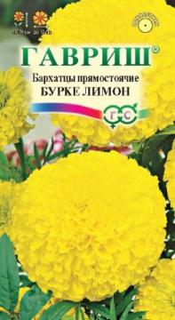 ЦВ Бархатцы пр. Бурке Лимон Гавриш