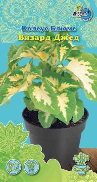 ЦВ Комн Колеус Блюме Визард джед Инвент-ПлюсТұқымдар Визард Джед Колеус блюмесі