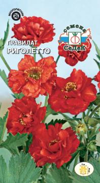 ЦВ. Гравилат Риголетто Седек