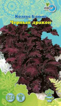 ЦВ Комн Колеус Блюме Черный дракон Инвент-ПлюсТұқымдар Чёрный Дракон  Колеус блюмесі