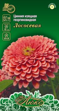 ЦВ Цинния изящная георгиновидная Лососевая Инвент-ПлюсТұқымдар Лососевая Георгина тәріздес талғампыз