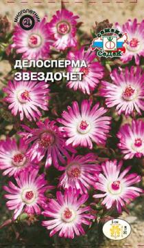 ЦВ. Делосперма Звездочет (сиреневый)   Седек