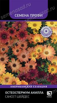 Цв. Остеоспермум Акилла Сансет Шейдес   (Поиск)
