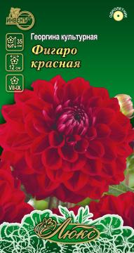 ЦВ Георгина культурная Фигаро красная Инвент-ПлюсТұқымдар Фигаро Красная Екпе нарғызгүлі  / Люкс Се 