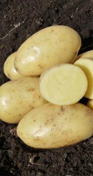 Картофель  Сафия  (2 репродукция) 3кг 