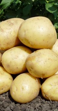 Картофель  Лилли  (2 репродукция) 3кг 