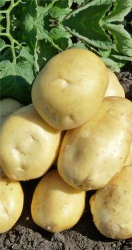 Картофель Юленька  (3 репродукция) (сетка 3 кг)