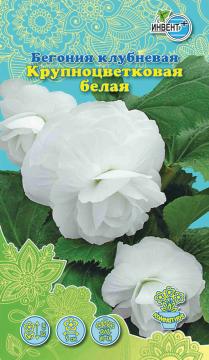 ЦВ Комн Бегония клубневая Крупноцветковая белая Инвент-ПлюсТұқымдар Белая Ірі гүлді түйнекті бегония