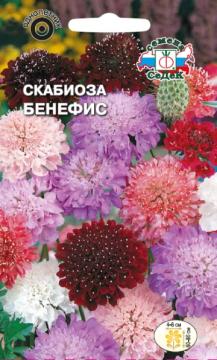 ЦВ. Скабиоза Бенефис (темно-пурпр.,махр) Седек