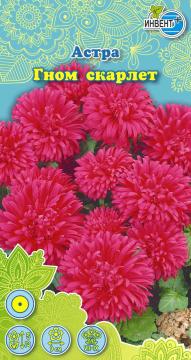 Астра Гном скарлет Инвент-Плюс Тұқымдар Гном Скарлет  Қашқаргүлі