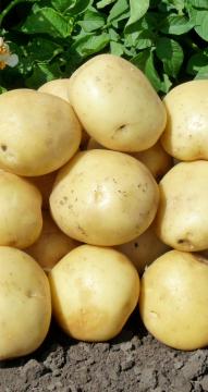 Картофель Гала (2 репродукция) 3кг