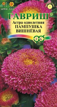 Астра Пампушка вишневая Гавриш