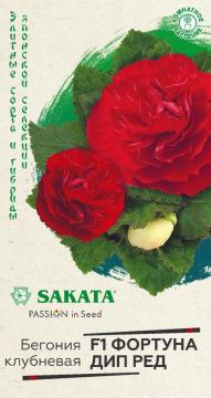 ЦВ Комн.Бегония  Фортуна Дип Ред  клубн  F1 Гавриш