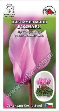 Цв. Комн. Цикламен мини Розмари фиолет  (Золотая сотка)
