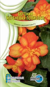 ЦВ Комн Бегония клубневая повислая Шансон двухцветная F1 Инвент-ПлюсТұқымдар Шансон двухцветная F1 