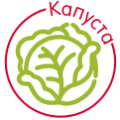 Капуста